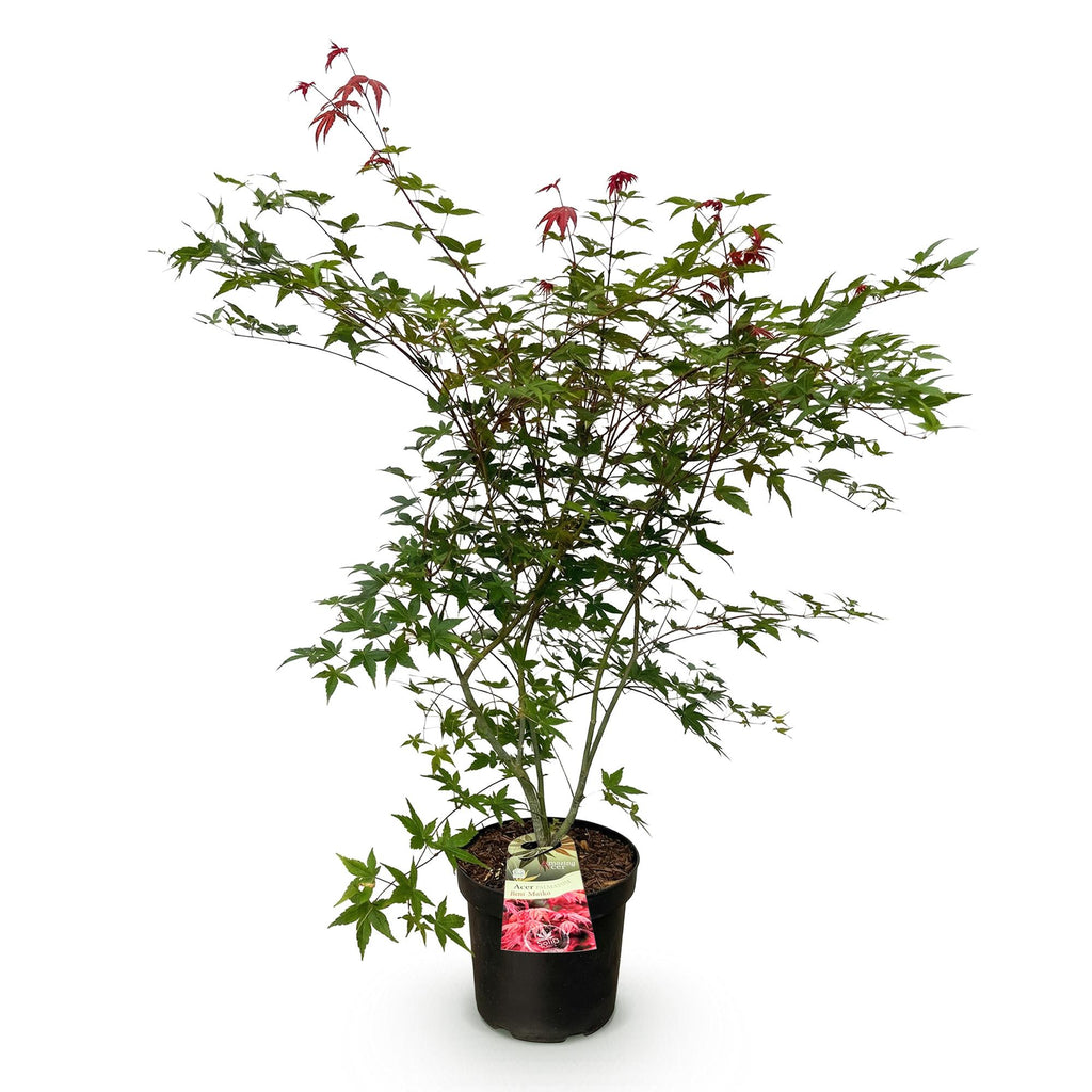 Tuinplant - Acer palmatum Beni Maiko - Japanse Esdoorn - Bladverliezend - Rood - 1 - Pot 26cm - Hoogte 90cm