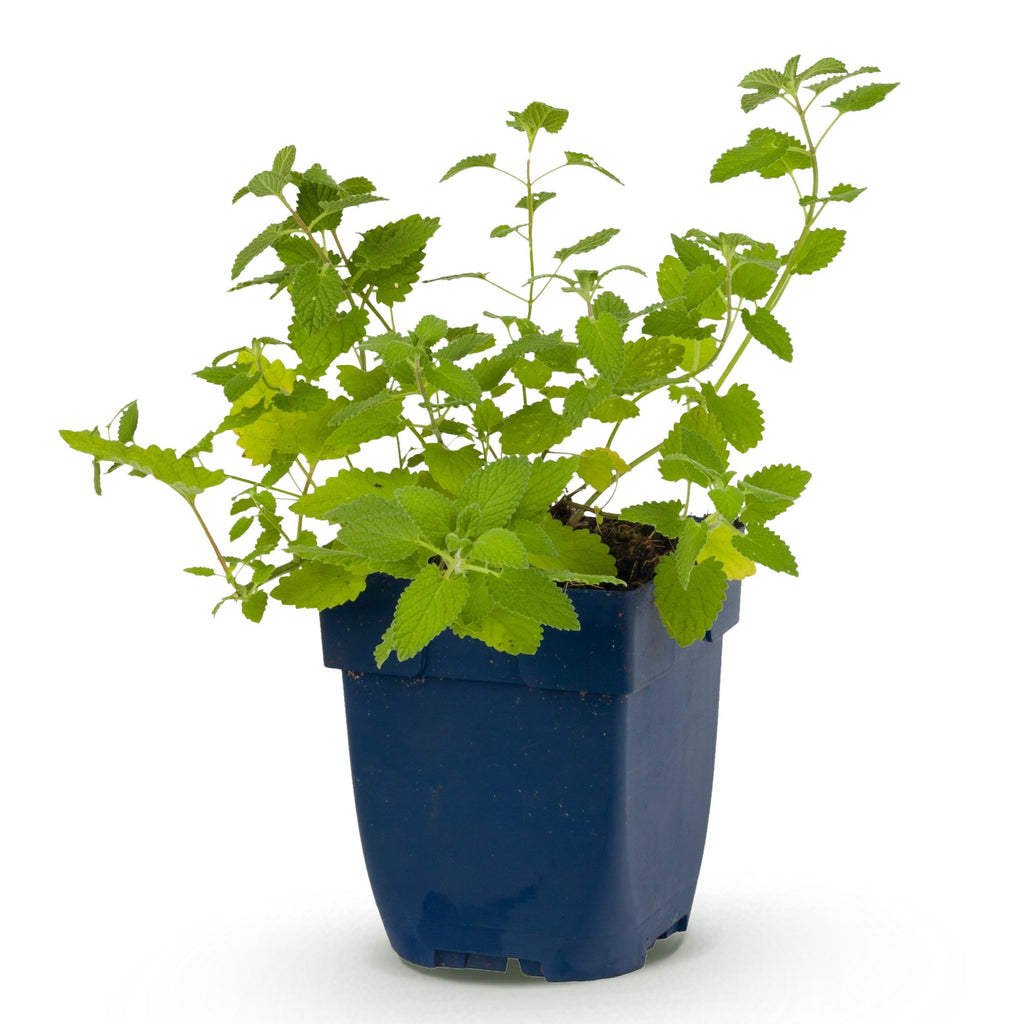 Vasteplant - Nepeta faassenii - Kattenkruid - Bijen- en vlinderlokkers - Paars - 1 Plant - Pot 11cm - Hoogte 15-25cm