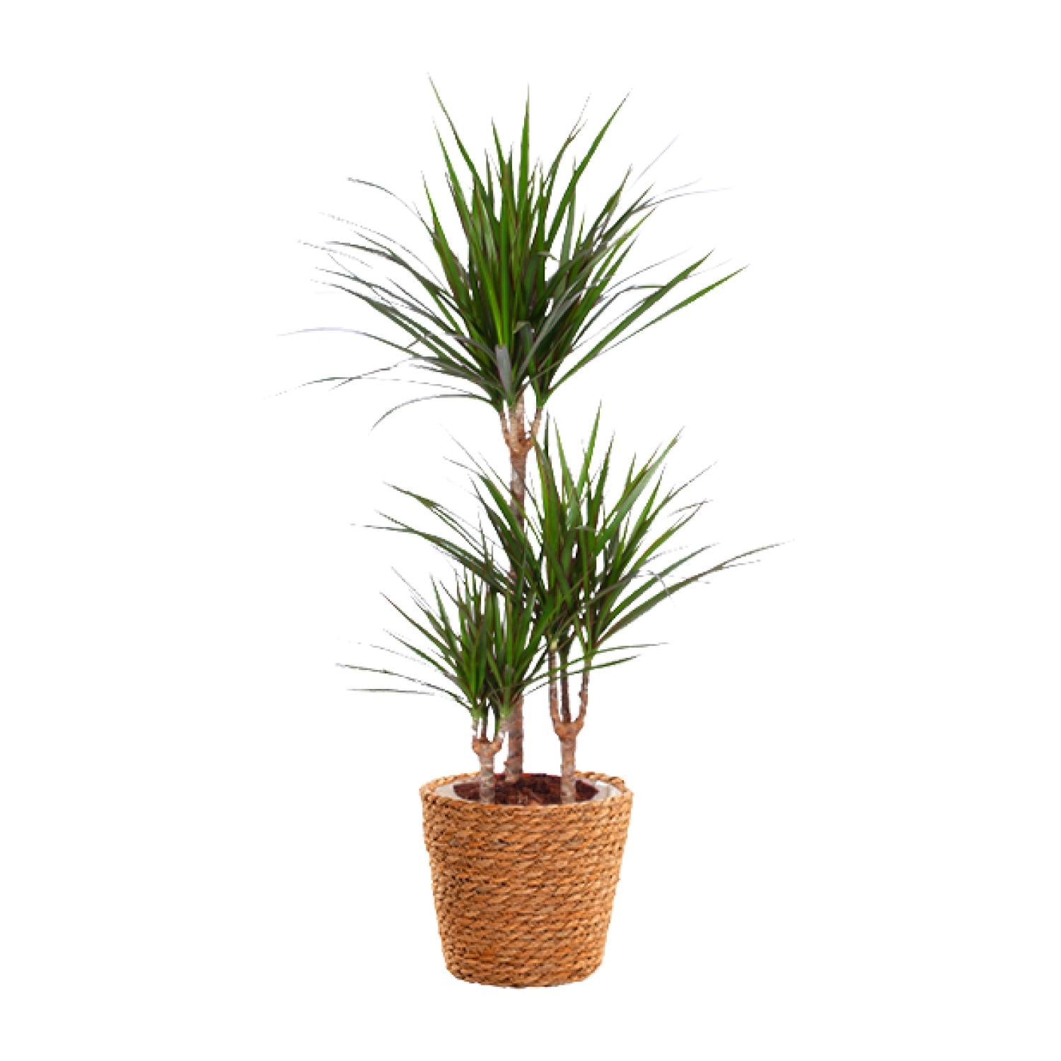 Dracaena Marginata - Ø21cm - ↕95cm + zeegras mand