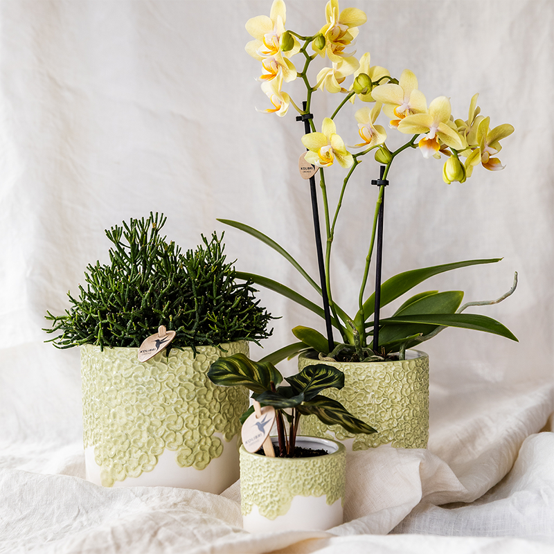 Kolibri Home | Bloom sierpot - Green - Ø6cm