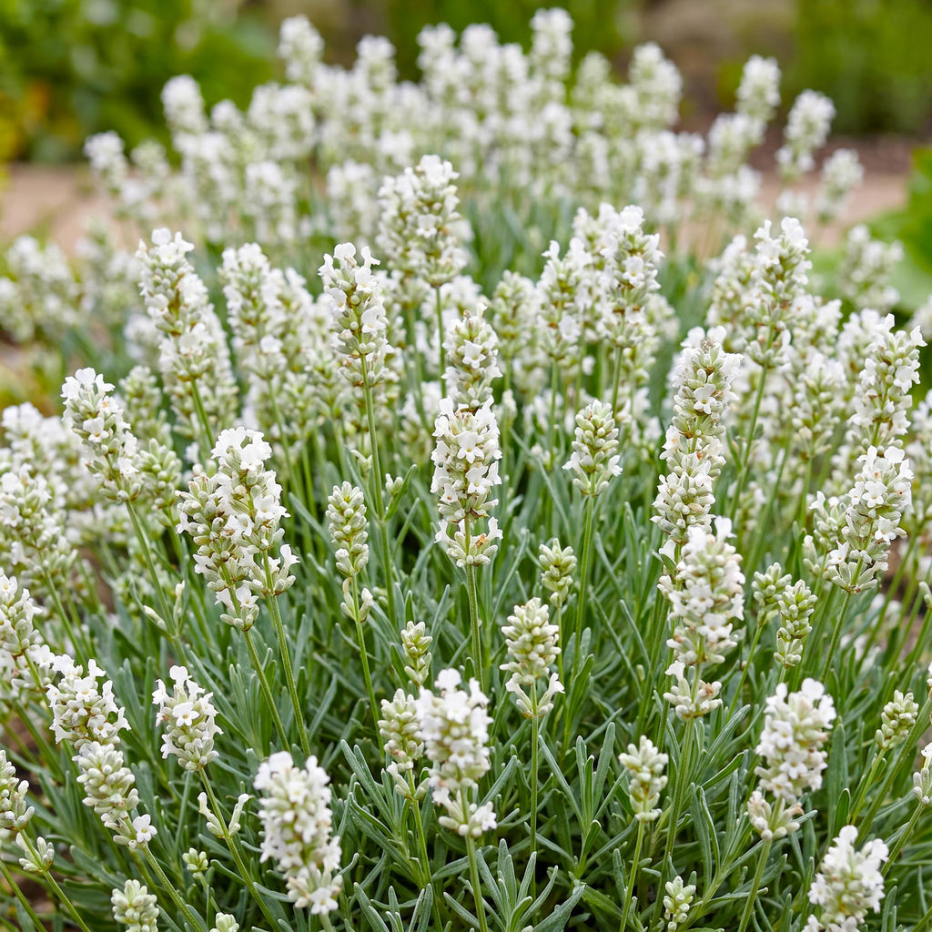 Vasteplant - Lavandula ang. Hidcote - Lavendel - Geurend - Paars - 1 Plant - Pot 11cm - Hoogte 15-25cm