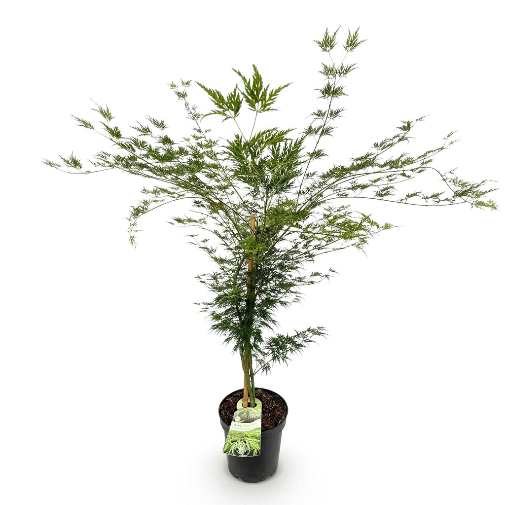 Tuinplant - Acer palmatum Emerald Lace - Japanse Esdoorn - Bladverliezend - Groen - 1 - Pot 26cm - Hoogte 90cm