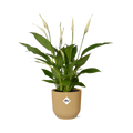 Spathiphyllum 12 Cm Torelli  in ELHO Vibes Fold 14cm geel