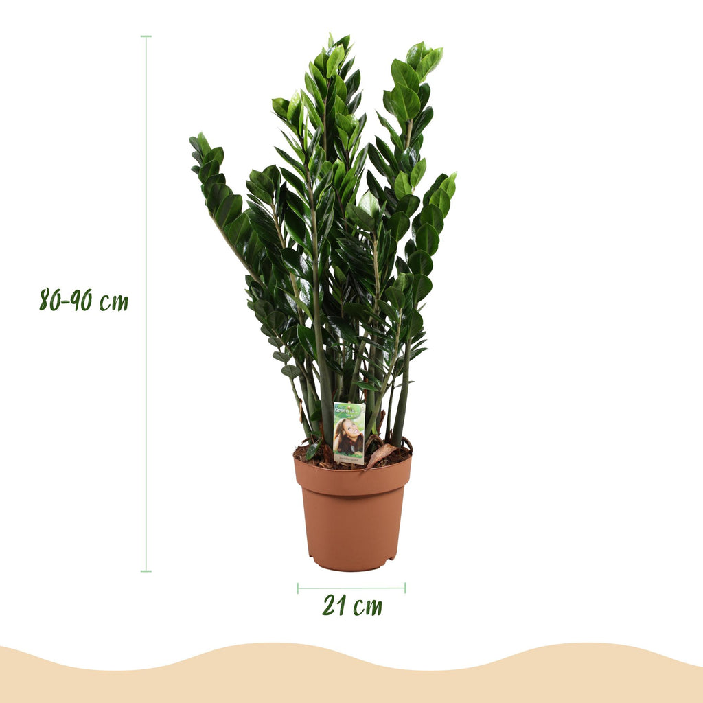 Green is... Kamerplanten - Zamioculcas - ZZ-plant - Weinig onderhoud - Groen - 1 Plant - Pot 21cm - Hoogte 80-90cm