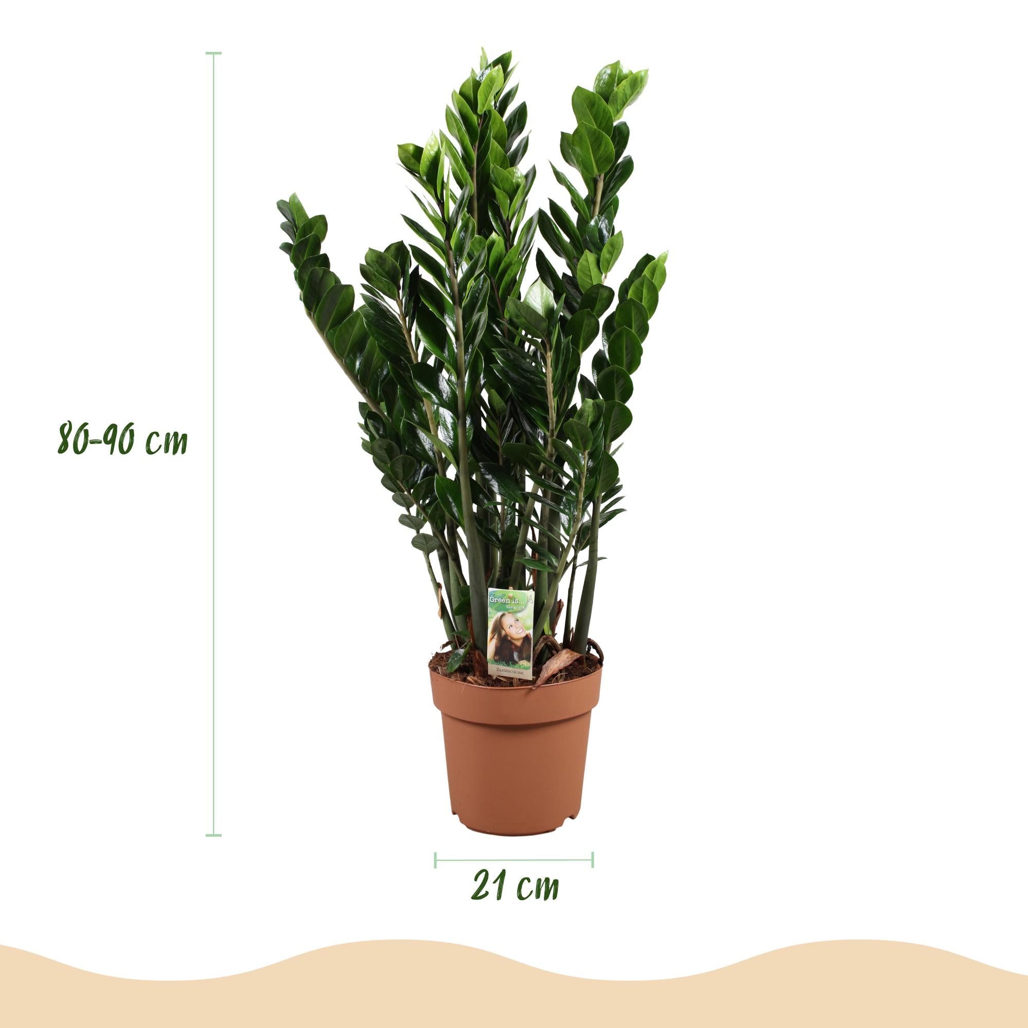 Green is... Kamerplanten - Zamioculcas - ZZ-plant - Weinig onderhoud - Groen - 1 Plant - Pot 21cm - Hoogte 80-90cm