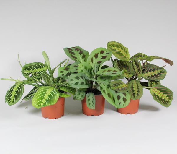 Maranta Leuconeura 'Fascinator' Mix 3 Soorten - P12cm - H30cm
