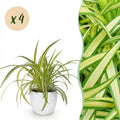 Kamerplant - Chlorophytum comosum Variegatum - Bonte Graslelie - Huisdiervriendelijke Plant - Groen - 4 Planten - met Potter Wit - Pot 12cm - Hoogte 20cm