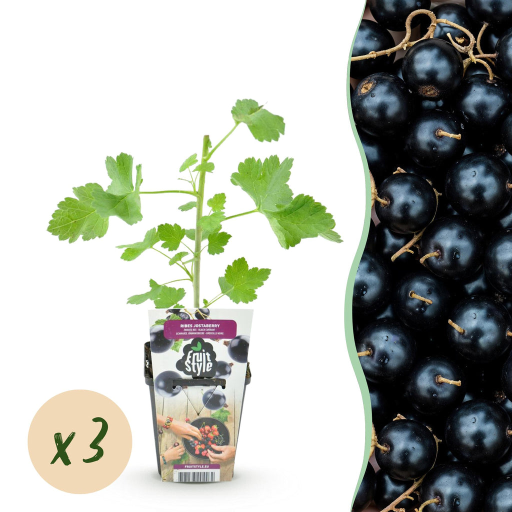 Fruitplanten - Jostabes - Ribes Jostabes - Winterhard - 3 Planten - Pot 9 cm - Zwarte Bes