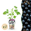 Fruitplanten - Jostabes - Ribes Jostabes - Winterhard - 3 Planten - Pot 9 cm - Zwarte Bes
