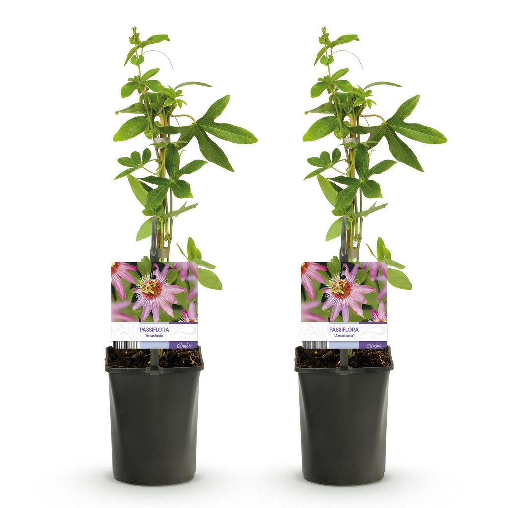 Passiebloem - Passiflora Anastasia  - Bloem Roze - Weinig onderhoud - 2 planten - Pot 11cm Hoogte 40cm