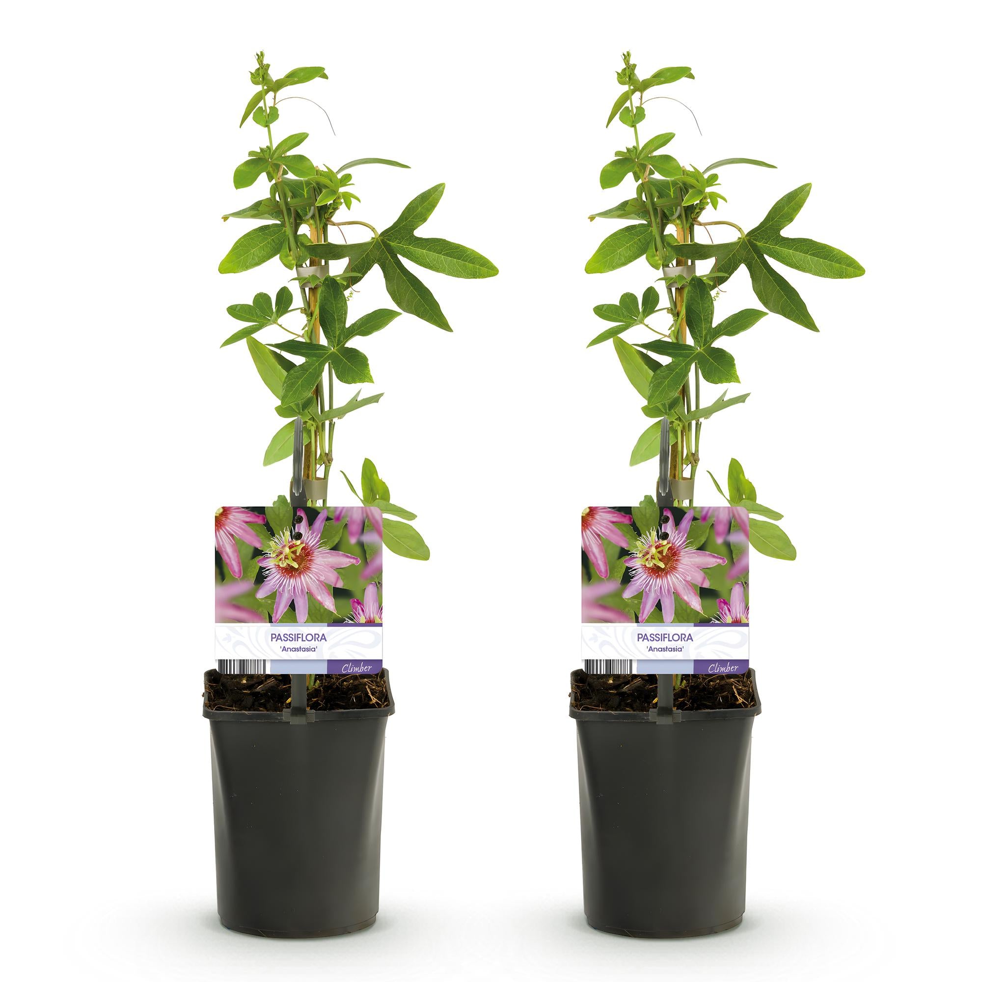 Passiebloem - Passiflora Anastasia  - Bloem Roze - Weinig onderhoud - 2 planten - Pot 11cm Hoogte 40cm