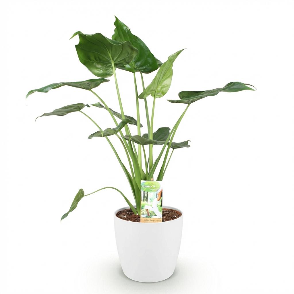 Kamerplanten - Alocasia Cucullata - Boeddha,s hand - Weinig onderhoud - Groen - 1 Plant - met Potter Wit - Pot 21cm - Hoogte 65-70cm