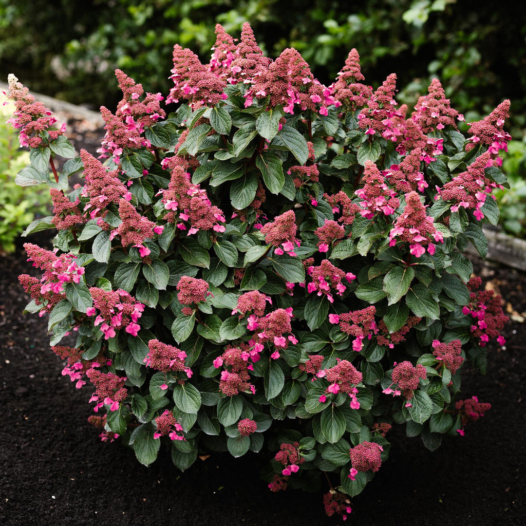 Tuinplant - Hydrangea panniculata Living Infinity - Pluimhortensia - Winterhard - Wit - 1 Plant - Pot 12cm - Hoogte Hoogte 20-30cm