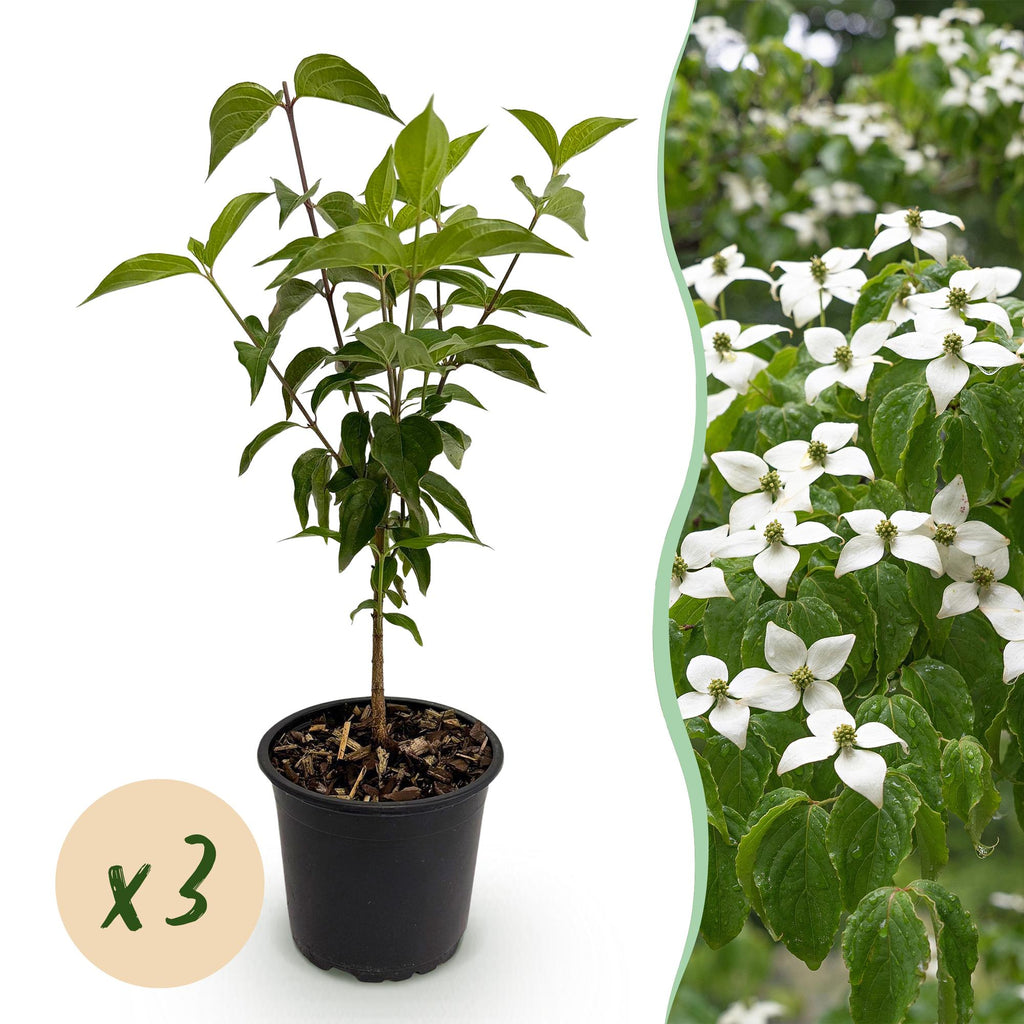 Tuinplant - Cornus kousa chinensis - Bloem Wit - 3 Planten - Bladverliezend - Weinig Onderhoud - Pot 12cm Hoogte 35cm