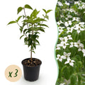 Tuinplant - Cornus kousa chinensis - Bloem Wit - 3 Planten - Bladverliezend - Weinig Onderhoud - Pot 12cm Hoogte 35cm