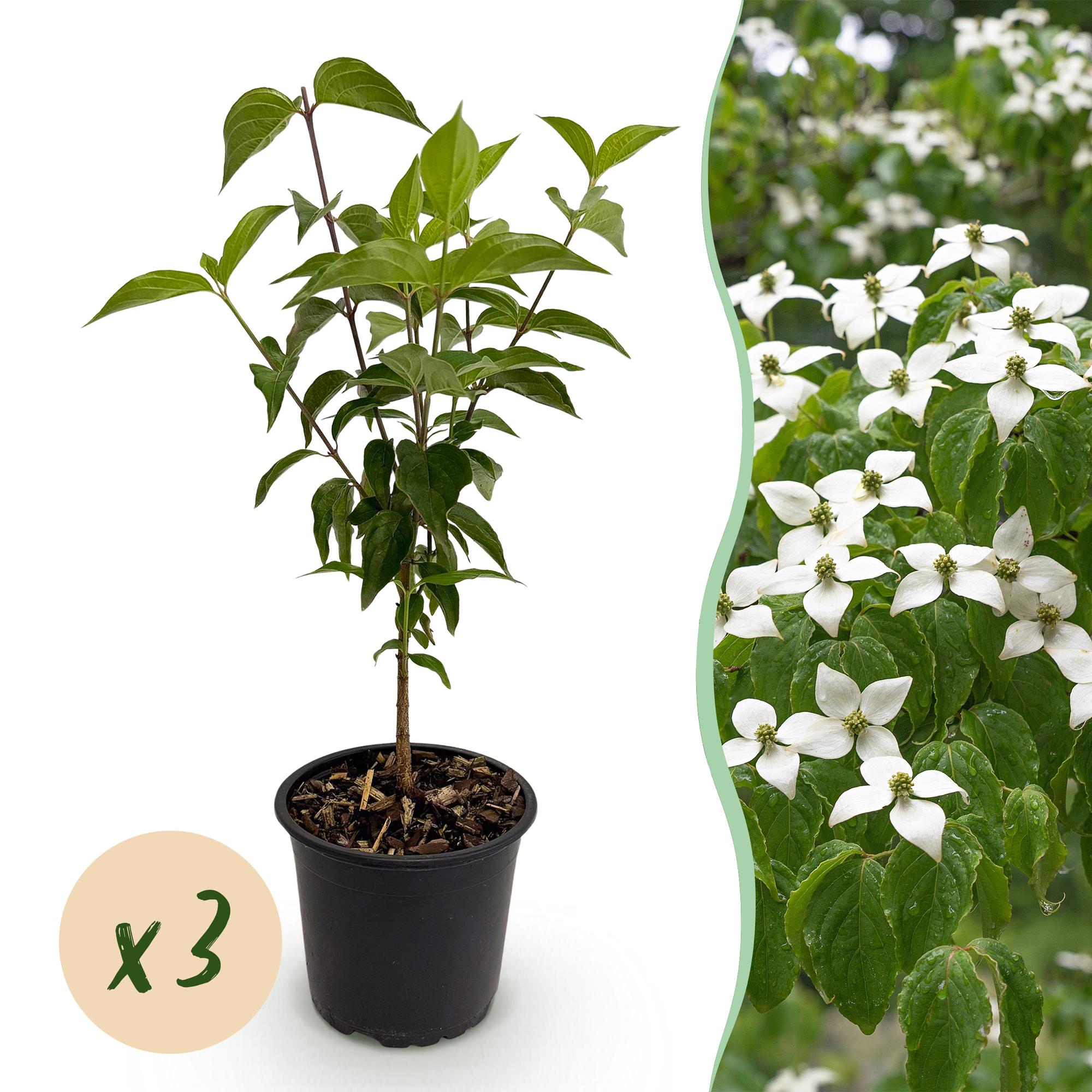 Tuinplant - Cornus kousa chinensis - Bloem Wit - 3 Planten - Bladverliezend - Weinig Onderhoud - Pot 12cm Hoogte 35cm