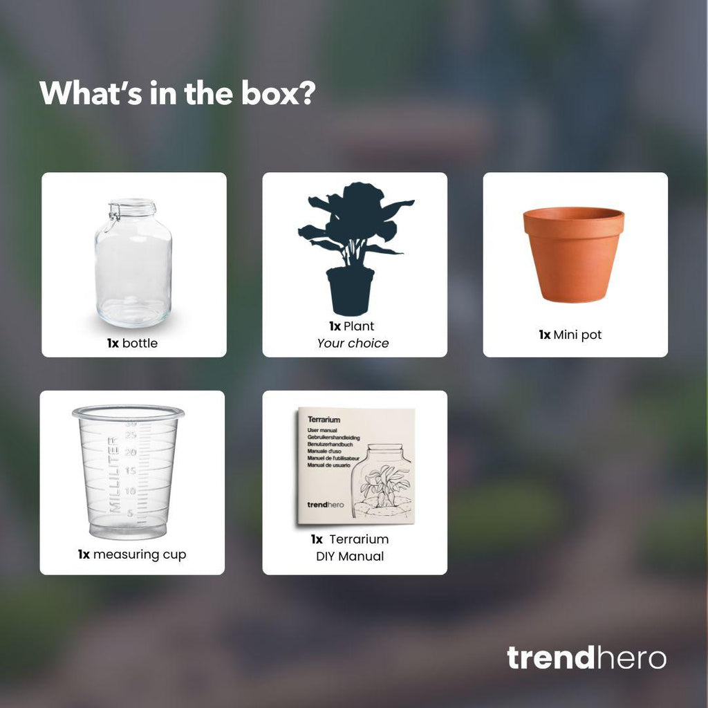 Easyplant - Bonsai - Mini-ecosysteem