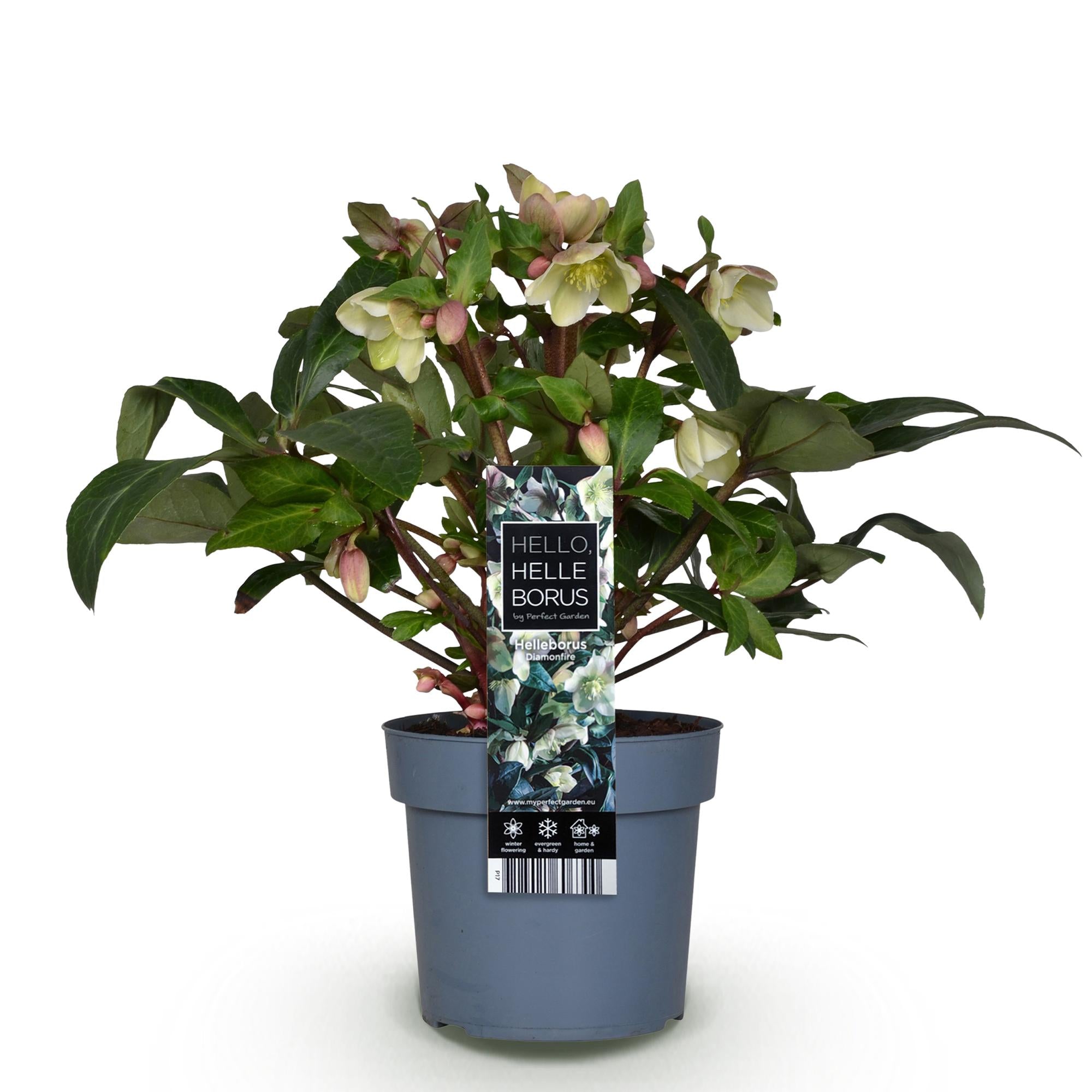 Tuinplant - Lenten Rose - Helleborus Diamfire - Groene Bloem - Groenblijvend - Pot 19cm Hoogte 40cm