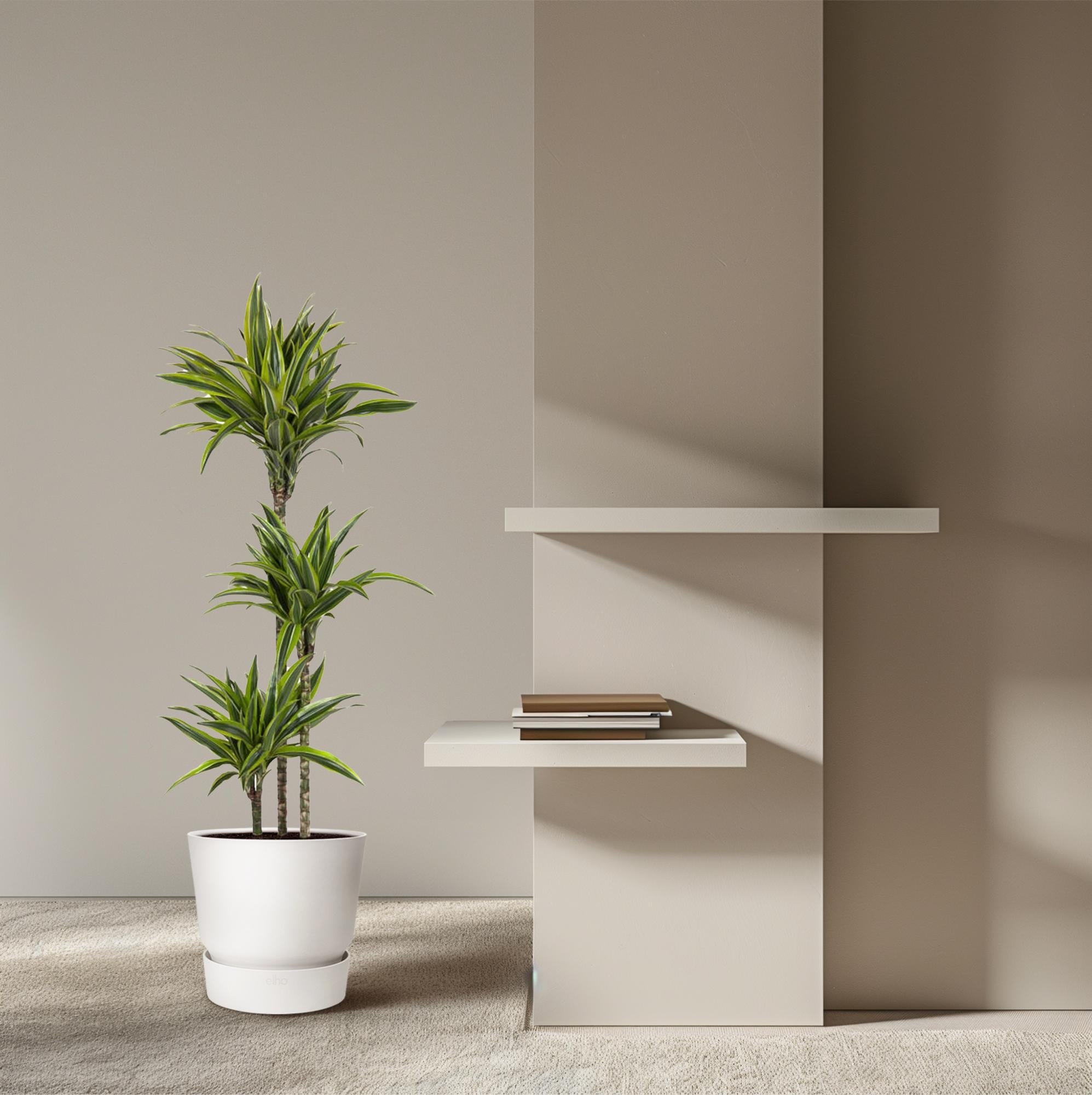Dracaena Lemon Lime - 160 cm - ø27