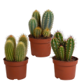 Cereus mix 10,5cm - 3x - zonder pot