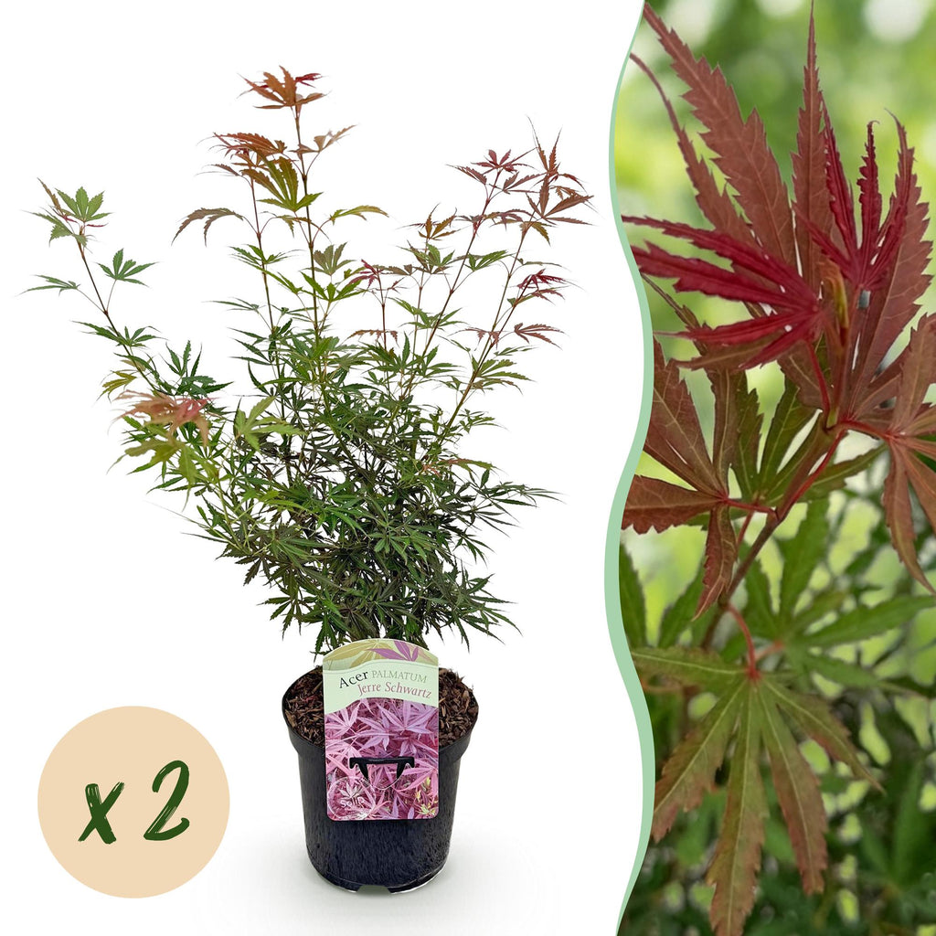 Terrasplant - Japanse Esdoorn - Acer palmatum Jerre Swarts - Donker Rood - 2 Planten - Bladverliezend -  Pot 19cm Hoogte 70cm