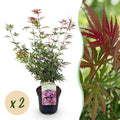 Terrasplant - Japanse Esdoorn - Acer palmatum Jerre Swarts - Donker Rood - 2 Planten - Bladverliezend -  Pot 19cm Hoogte 70cm