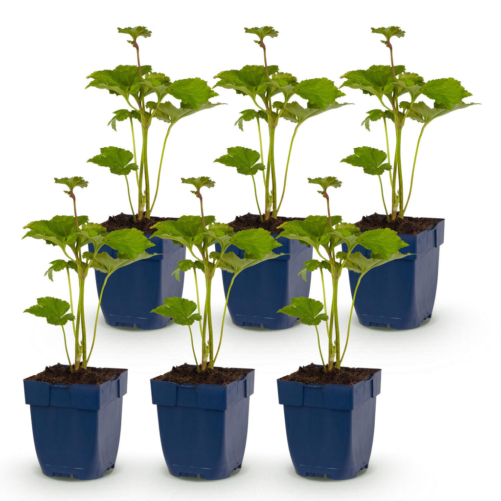 Vasteplant - Anemone hybr. Kön. Charlotte - Herfst Anemoon - Schaduw - Roze - 6 Planten - Pot 11cm - Hoogte 15-25cm