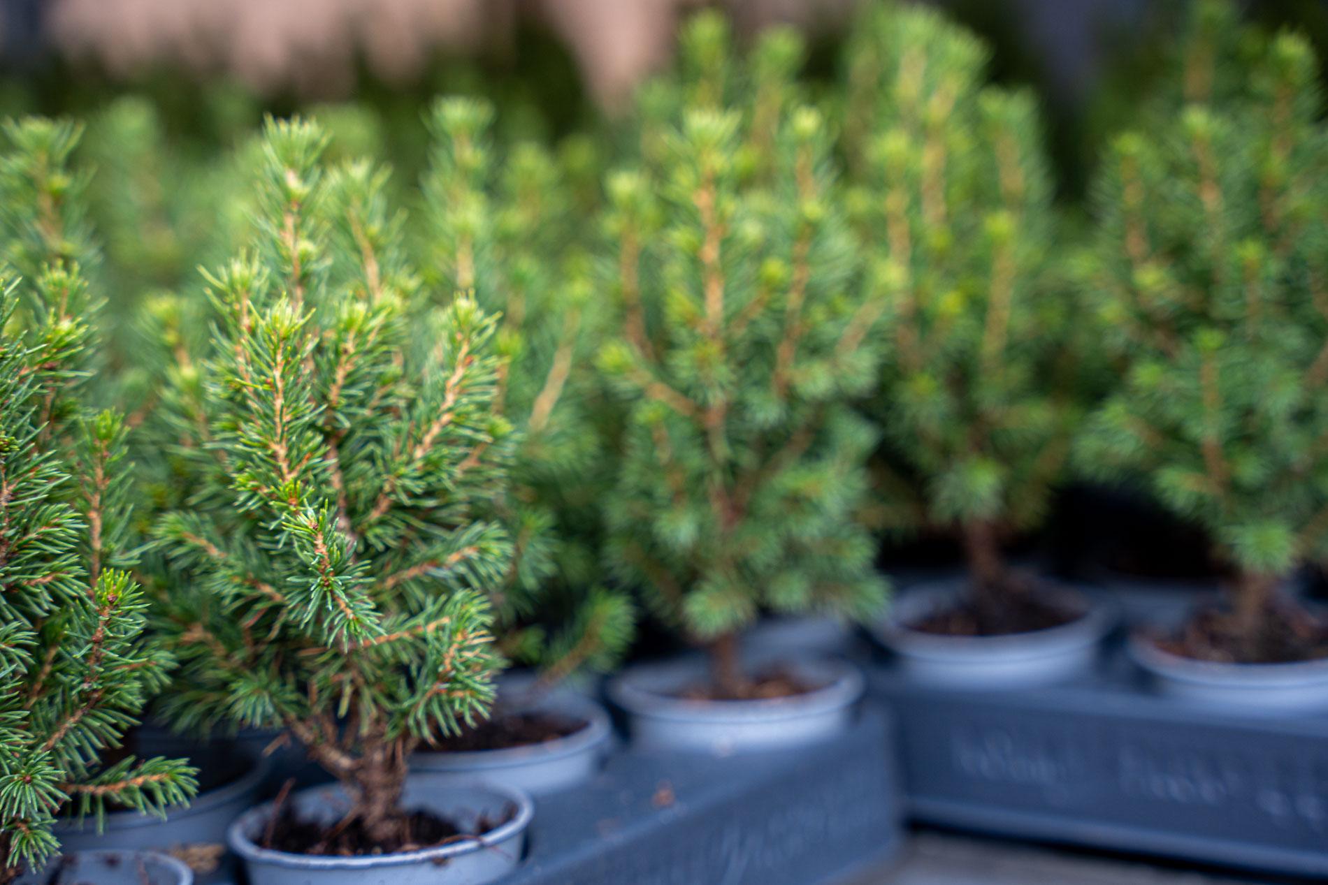 3x Mini-kerstboom - ↑15-20 cm - Ø 6 cm Picea Glauca Perfecta