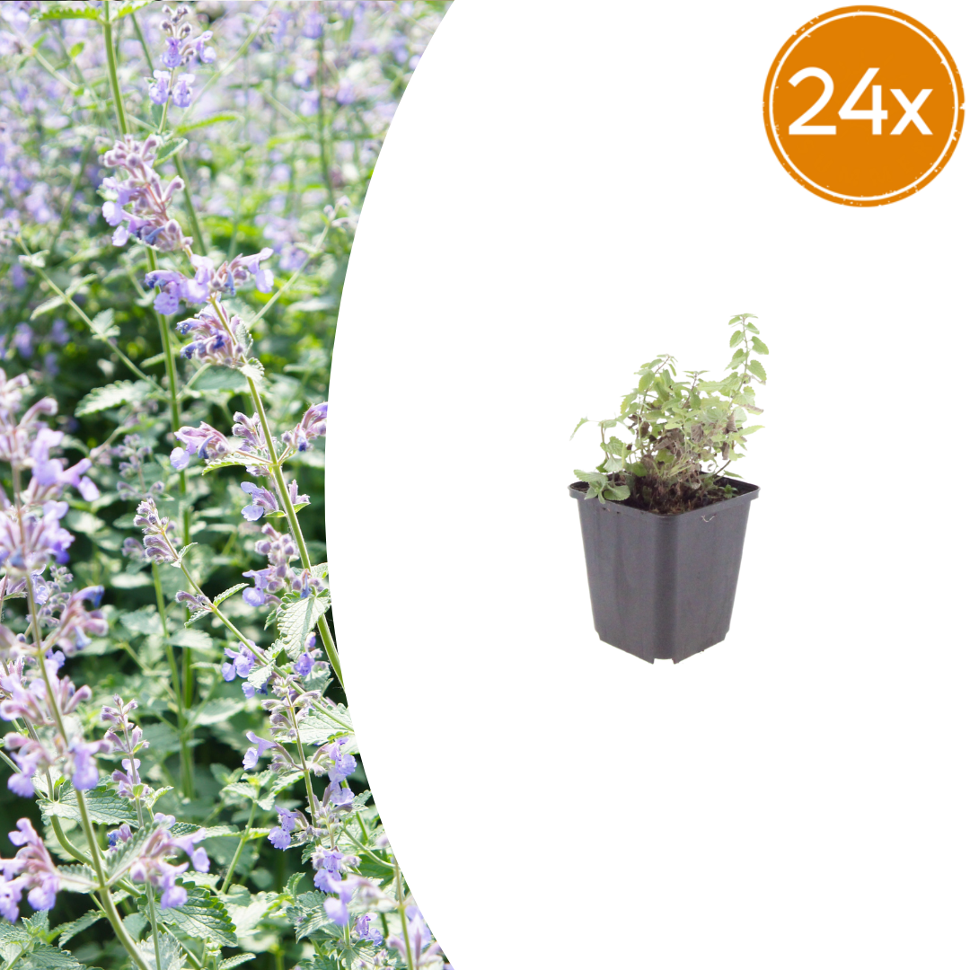 24x Nepeta faassenii - ↕10-25cm - Ø9cm