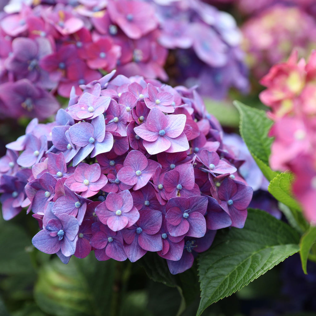 Tuinplant - Hydrangea Endles Summer Summer Love Purple - Hortensia - Winterhard - Paars - 4 Planten - Pot 14cm - Hoogte 20-25cm