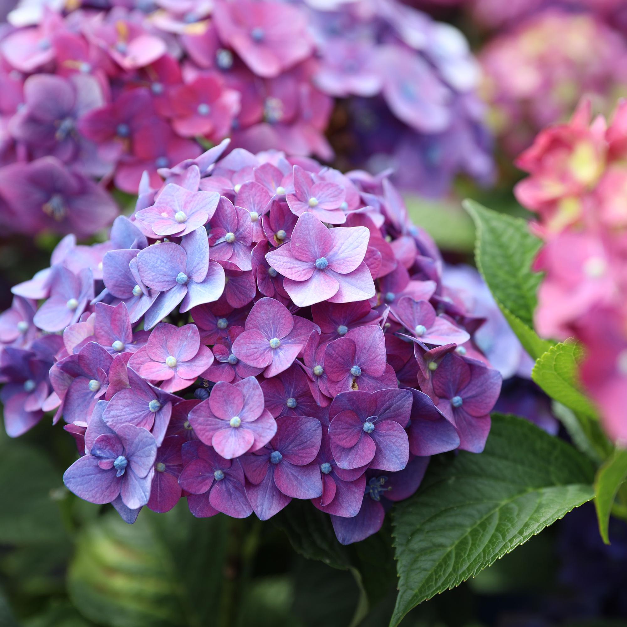 Tuinplant - Hydrangea Endles Summer Summer Love Purple - Hortensia - Winterhard - Paars - 4 Planten - Pot 14cm - Hoogte 20-25cm