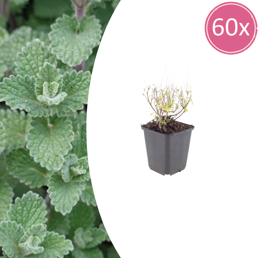 60x Calamintha n. nepeta - ↕10-25cm - Ø9cm