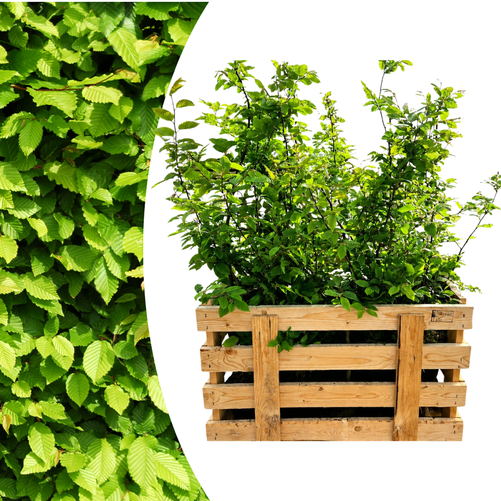 Palletdeal Haagplanten:  50 Carpinus Betulus ↕ 80-100 - Ø 19cm | Mini Pallet