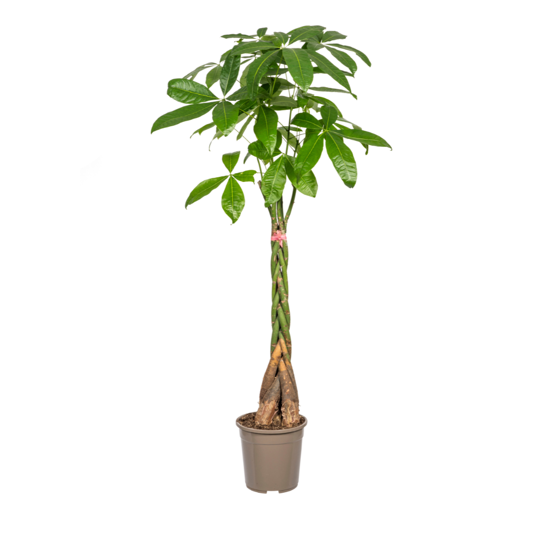 Pachira Aquatica Ø24cm - ↕120 - 140cm