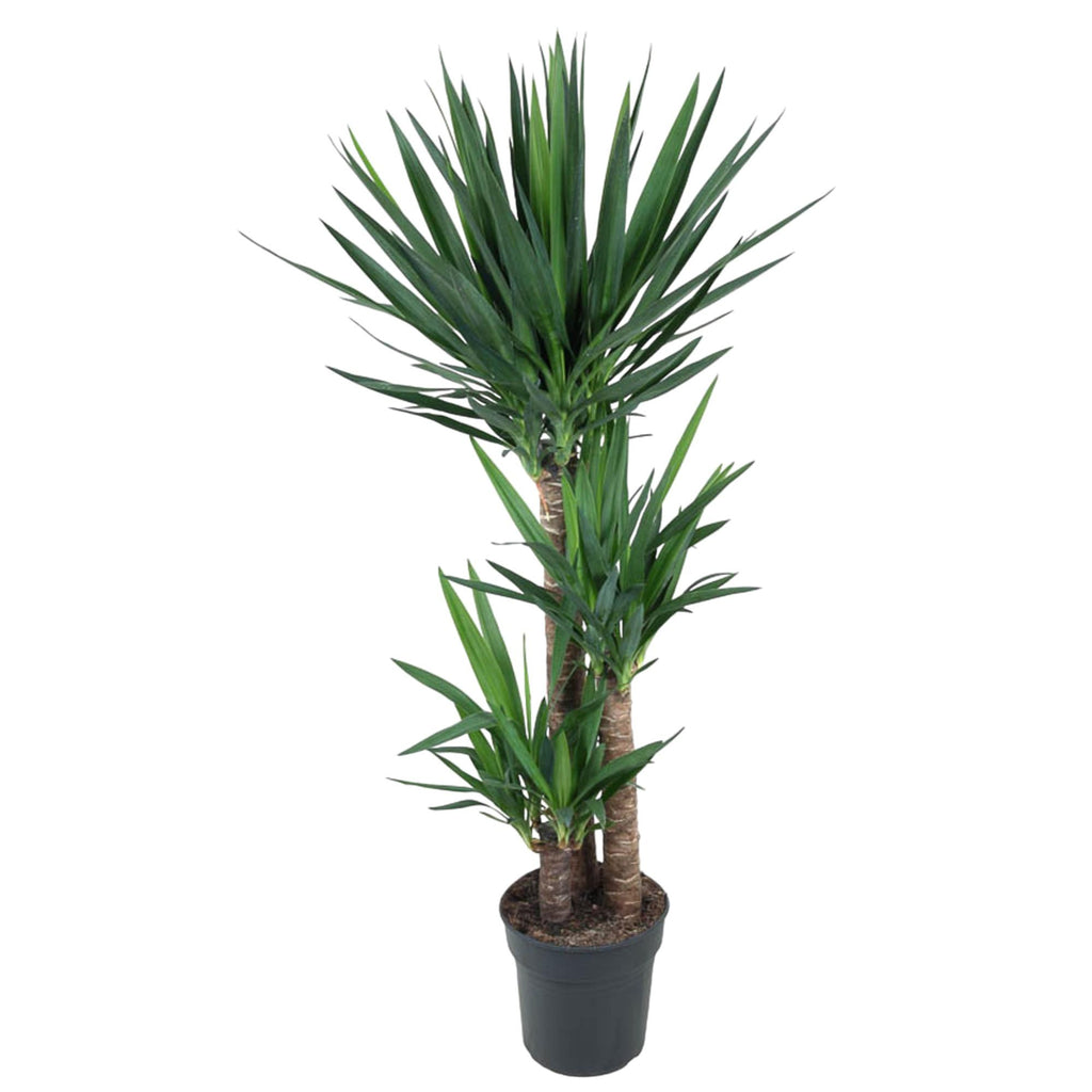 Yucca Elephantipe - 140 cm - ø24