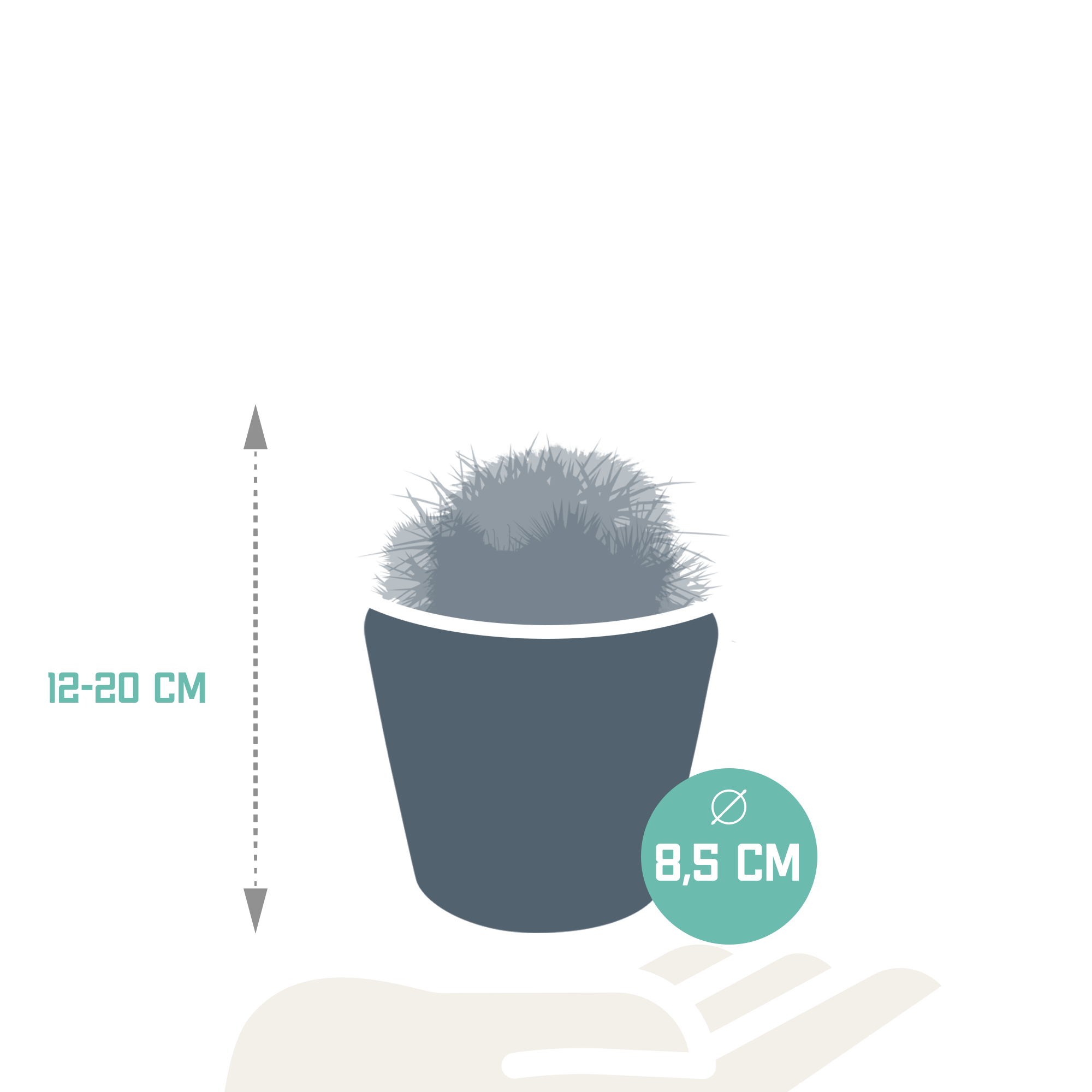 Bolcactus mix 8,5 cm | 3 stuks - in Mexicaanse pot