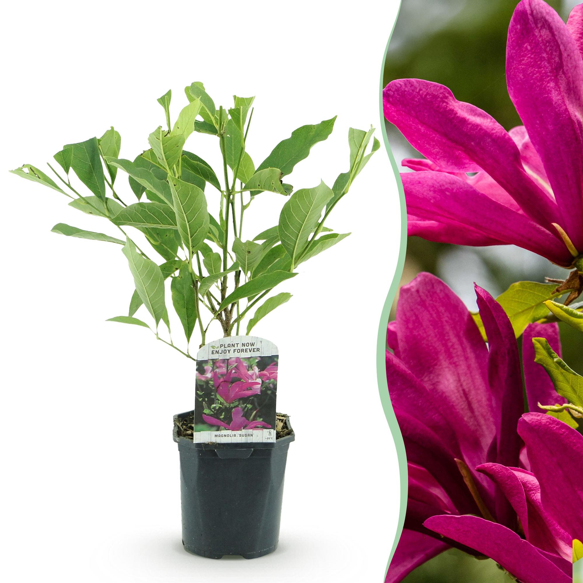 Heesters -  Magnolia Susan  - Bloemen Donker Roze - 1 plant - bladverliezend - weinig onderhoud - pot 17cm hoogte 45cm