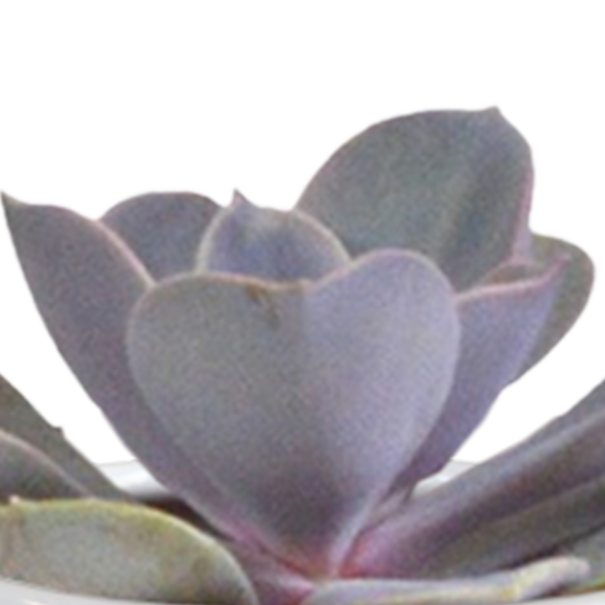 Cactus en vetplanten mix 5.5 cm | 15 stuks - in witte pot