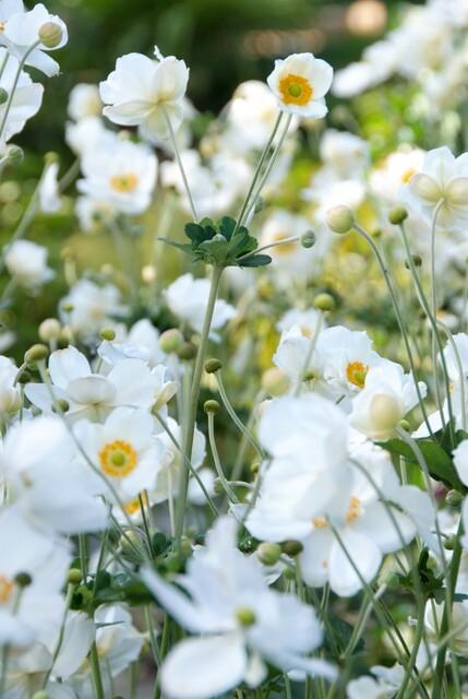 48x Anemone hyb. 'Honorine Jobert' - ↕10-25cm - Ø9cm