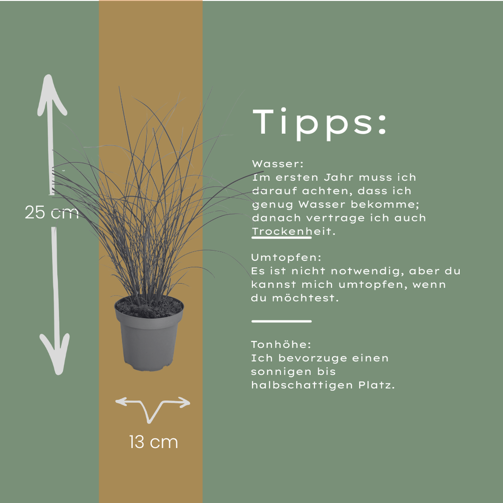 6x Miscanthus sinensis ‘Gracillimus’ – Elegant prachtriet met sierlijk overhangend blad | Potmaat 12 cm