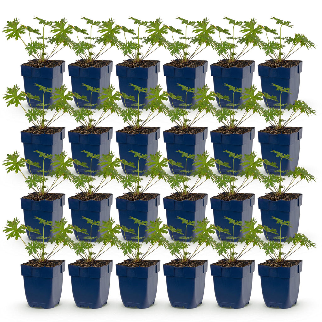 Vasteplant - Geranium Johnson's Blue - Ooievaarsbek - Bodembedekkend - Blauw - 24 Planten - Pot 11cm - Hoogte 15-25cm