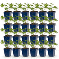 Vasteplant - Geranium Johnson's Blue - Ooievaarsbek - Bodembedekkend - Blauw - 24 Planten - Pot 11cm - Hoogte 15-25cm