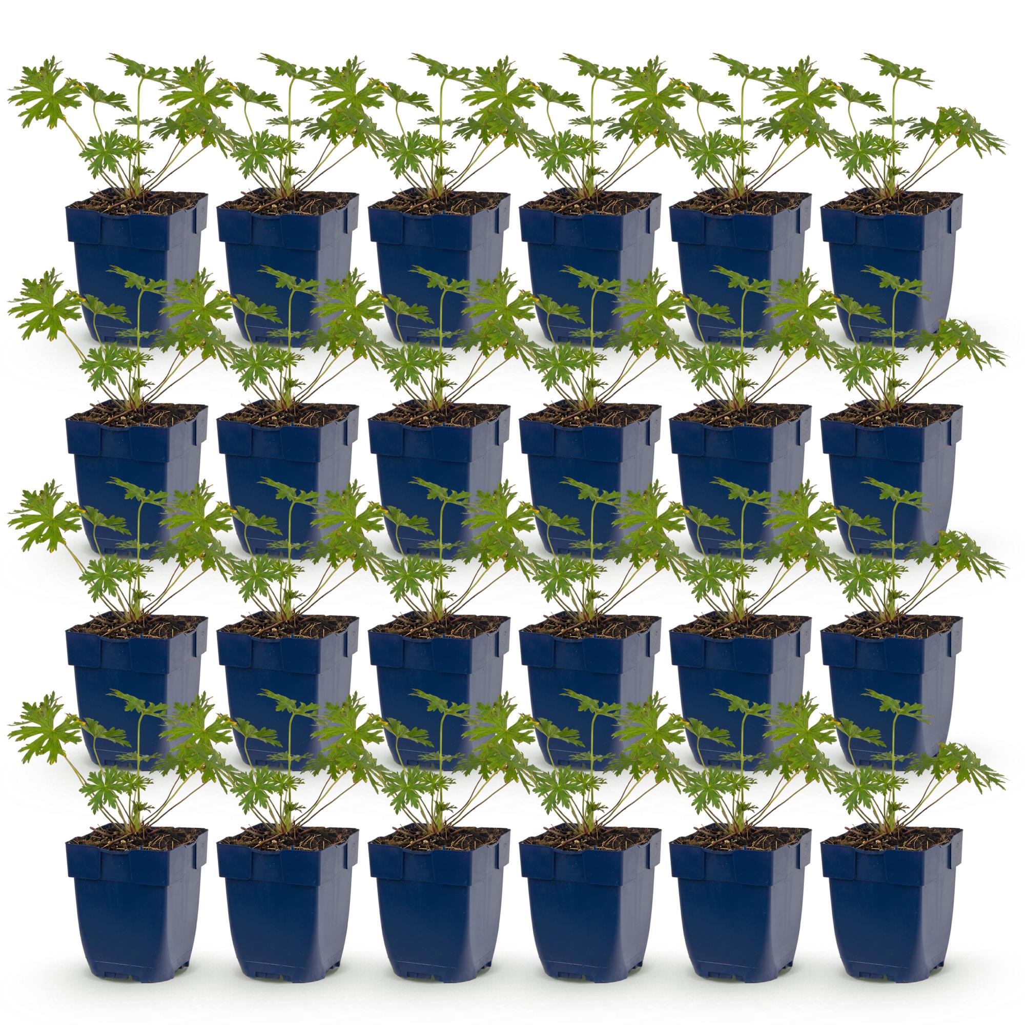 Vasteplant - Geranium Johnson's Blue - Ooievaarsbek - Bodembedekkend - Blauw - 24 Planten - Pot 11cm - Hoogte 15-25cm