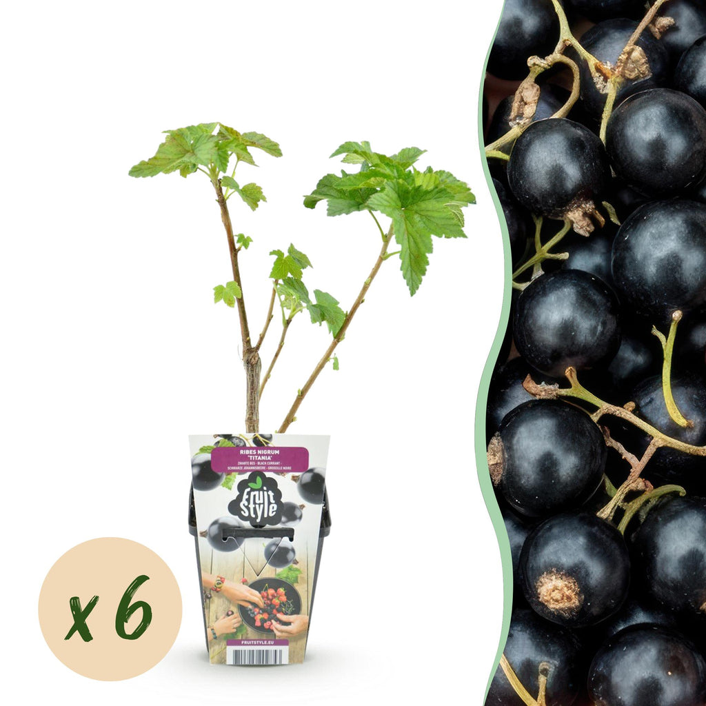 Fruitplanten - Zwarte Bes - Ribes nigrum Titania - Winterhard - 6 Planten - Pot 9 cm - Zwarte Bes