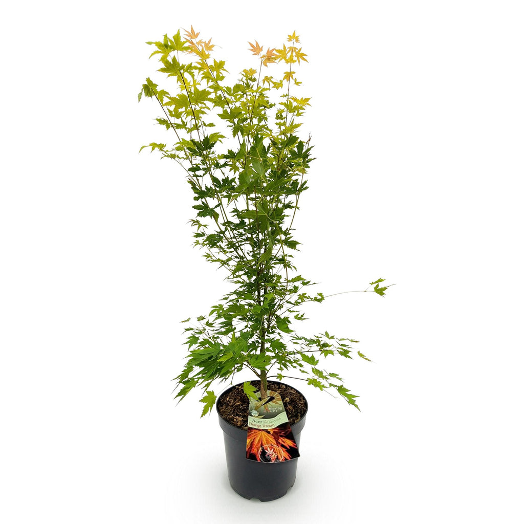 Tuinplant - Acer palmatum Orange Dream - Japanse Esdoorn - Bladverliezend - Oranje - 1 - Pot 26cm - Hoogte 90cm