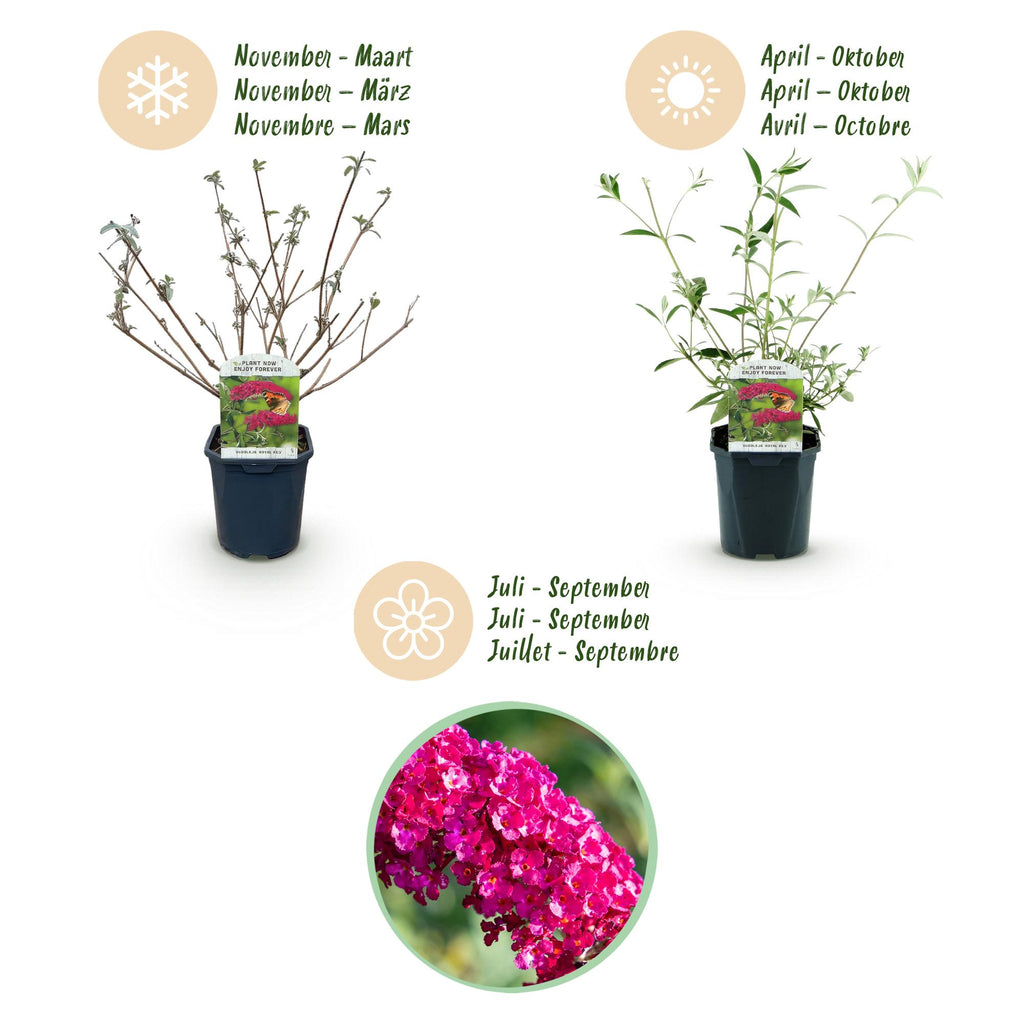Tuinplant - Buddleja davidii Royal Red - Vlinderstruik - Winterhard - Rood - 3 Planten - Pot 17cm - Hoogte 45cm