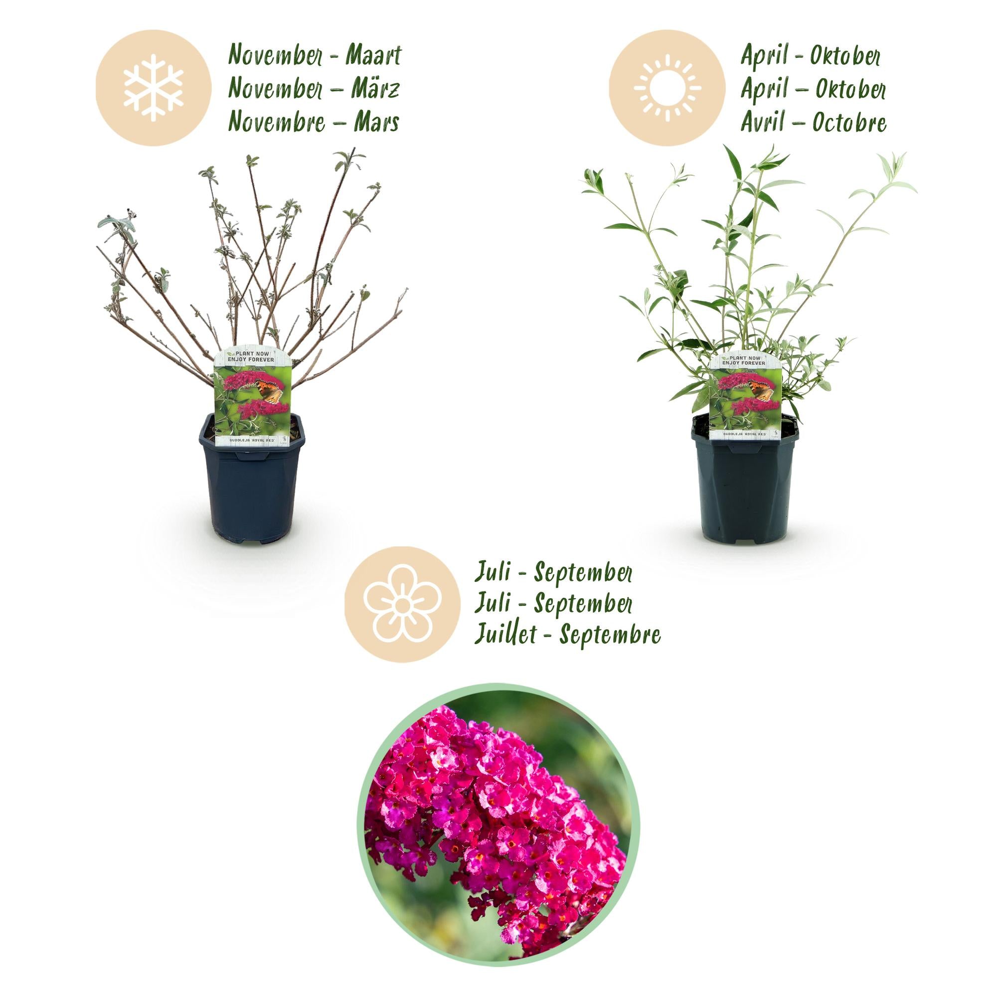 Tuinplant - Buddleja davidii Royal Red - Vlinderstruik - Winterhard - Rood - 3 Planten - Pot 17cm - Hoogte 45cm