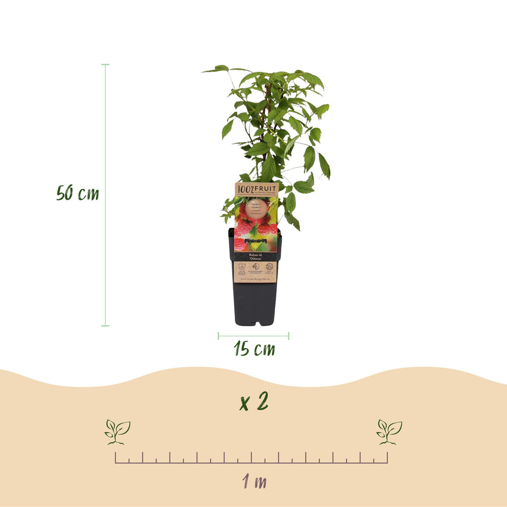 Fruitplant - Rubus idaeus Ottawa - Frambozenplant - Winterhard - Rode Framboos - 2 Planten - Pot 15cm - Hoogte 50cm