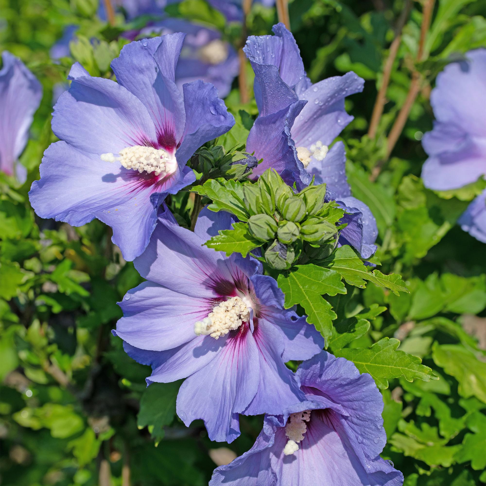 Tuinplant - Hibiscus syriacus Oiseau Blue - Tuin Hibiscus - Winterhard - Blauw - 3 Planten - Pot 17cm - Hoogte 45cm