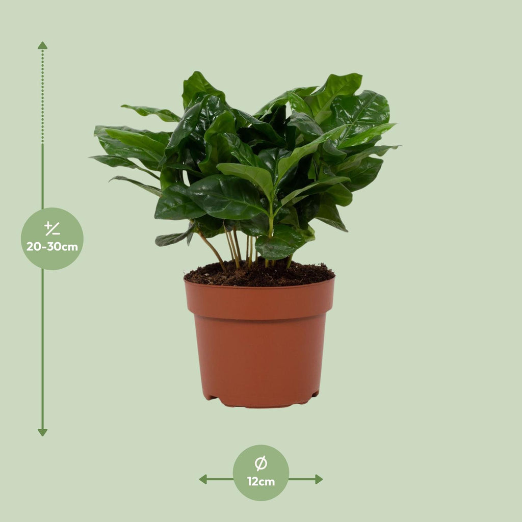 Coffea Arabica 12cm - Ø12cm - ↕22cm
